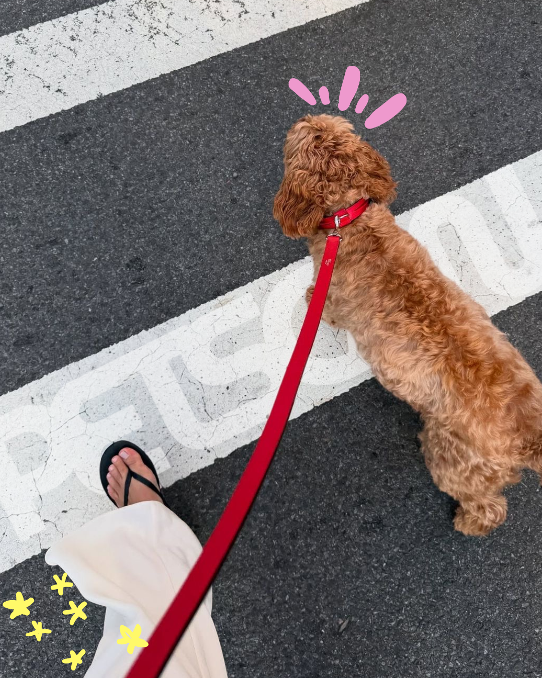 Imagen de PetScan con un perro de paseo en un cruce peatonal.